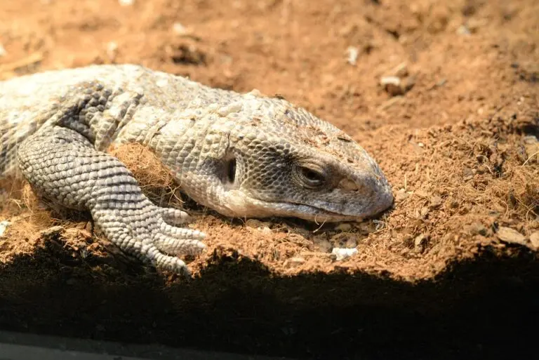 goedkope monitor
