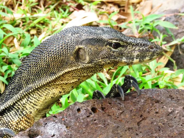 goedkope monitor