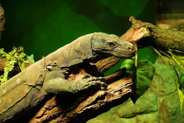 goedkope monitor