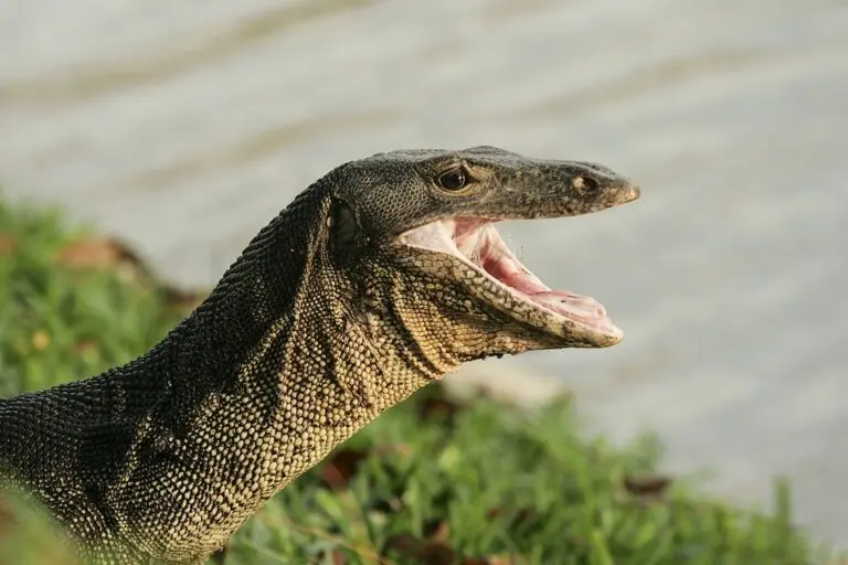 goedkope monitor