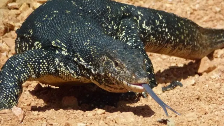 goedkope monitor