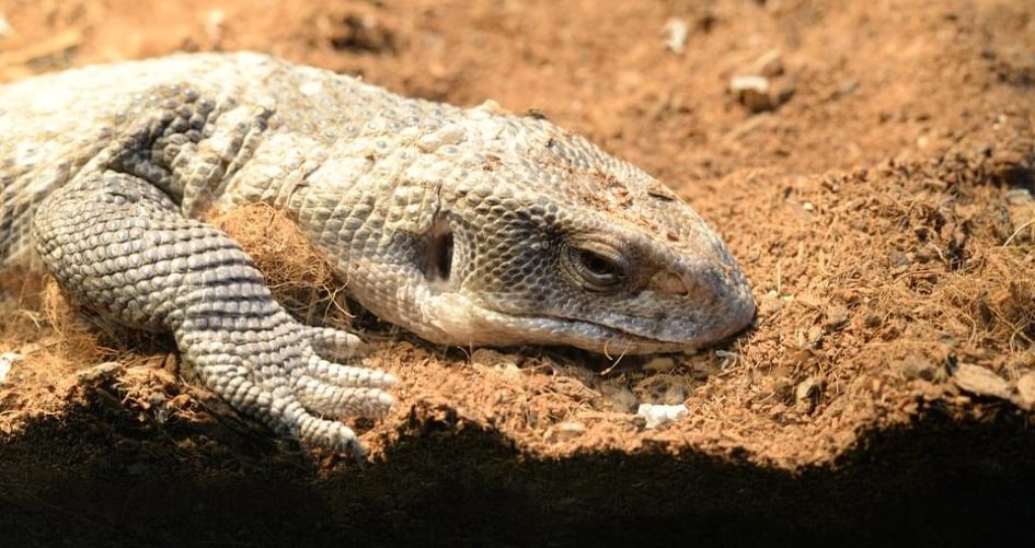 goedkope monitor