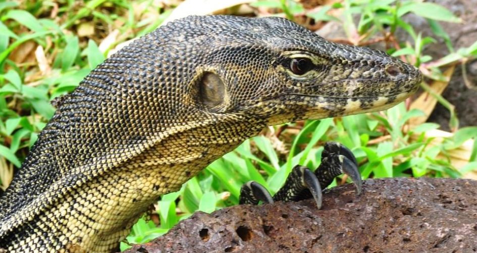goedkope monitor