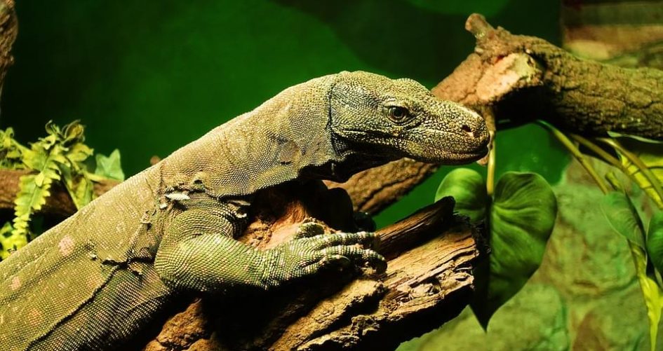 goedkope monitor