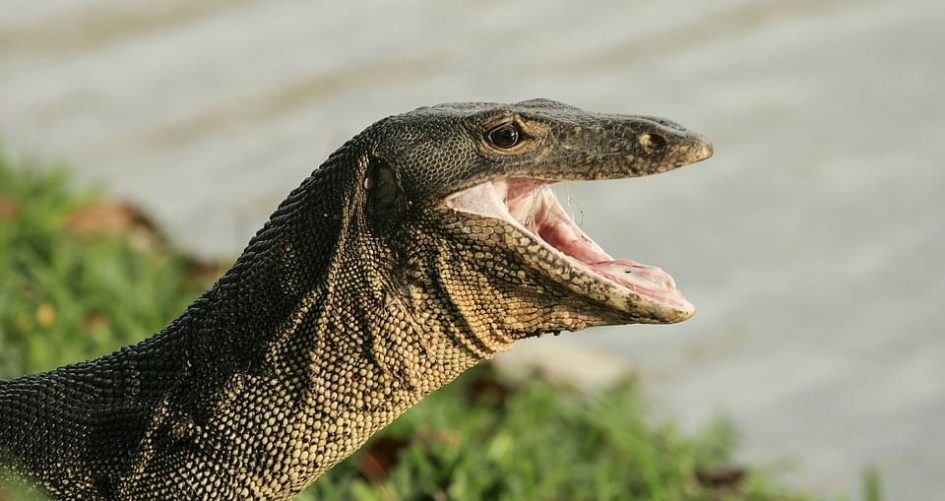 goedkope monitor