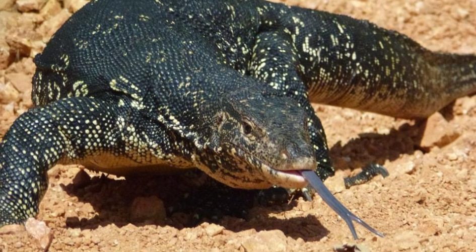 goedkope monitor